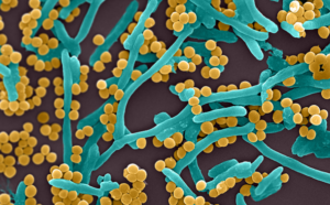 UNIGE-innovative materials-bacteria