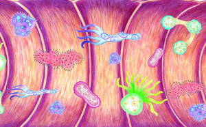 Microbiota