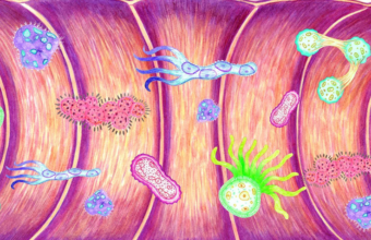 Microbiota