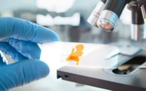 Biotech Mission to the Netherlands